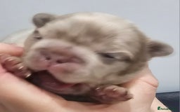 French Bulldog dogs for sale: French Bulldog Visual fluffies - Advert 17