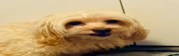 Maltese dogs for sale: 🌸 Adorable mature Ladies 🌸 in Bishop's Stortford - Advert 2