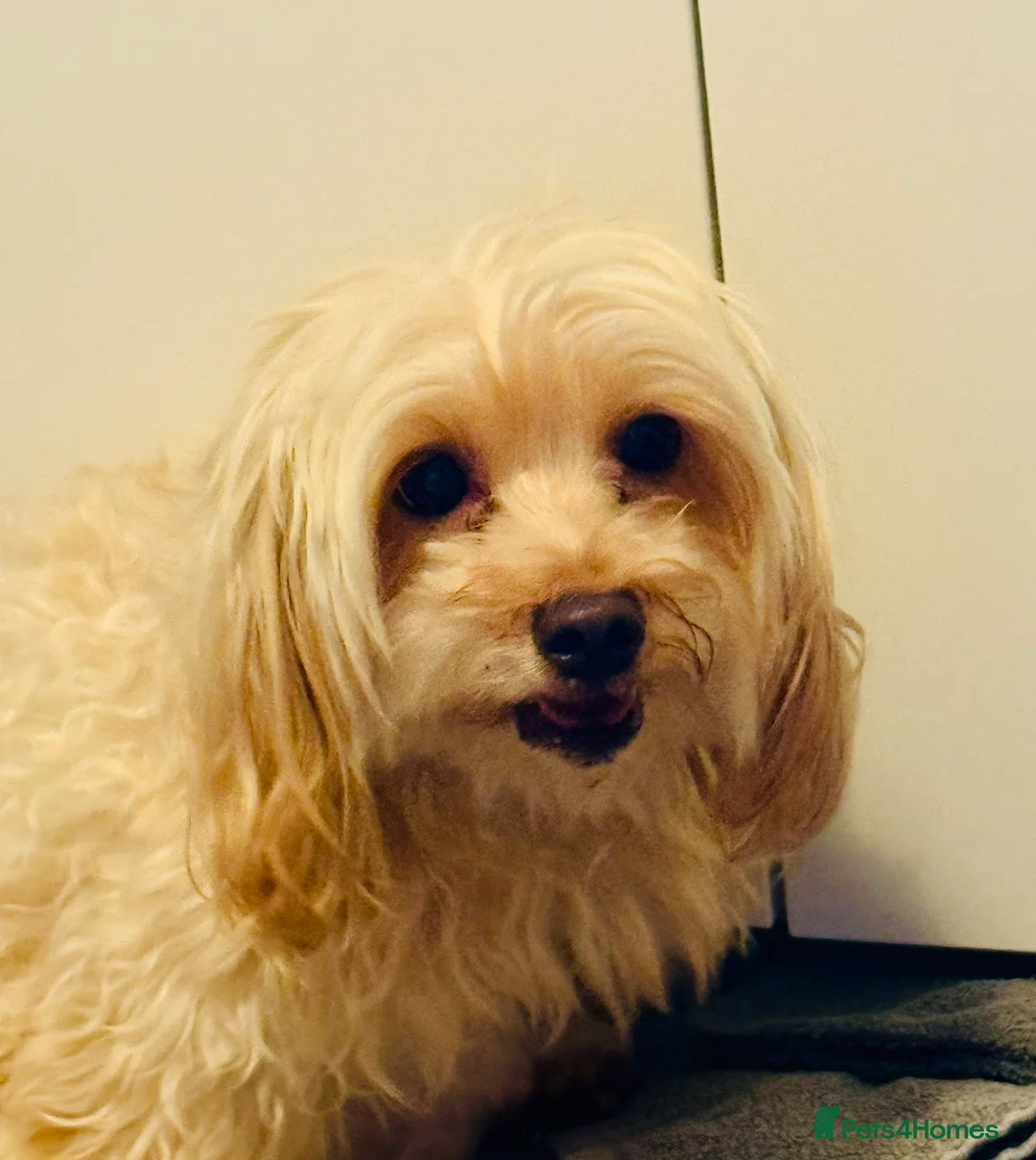Maltese dogs for sale: 🌸 Adorable mature Ladies 🌸 in Bishop's Stortford - Advert 2
