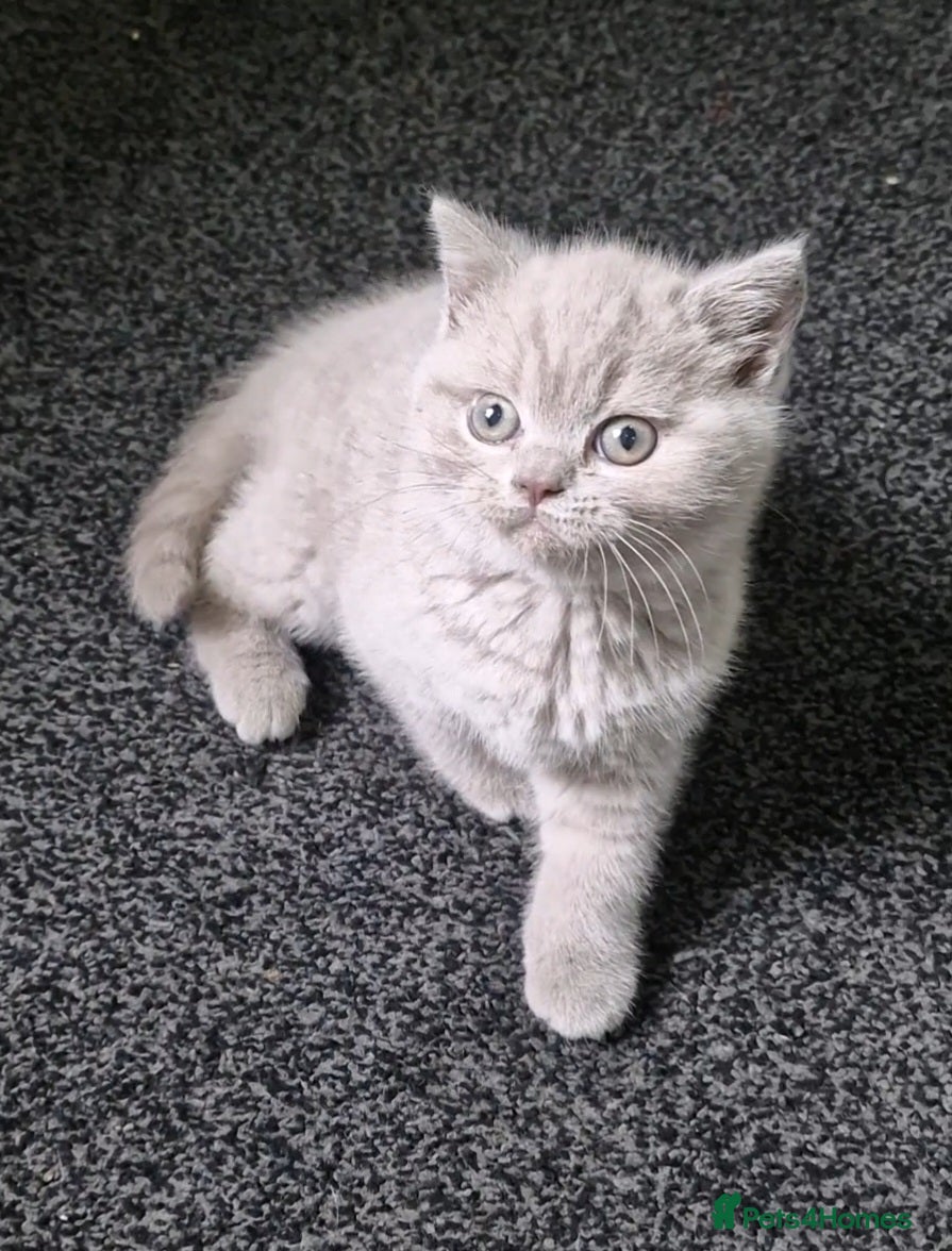 British Shorthair cats Fawn Kitten For Sale - Advert 9