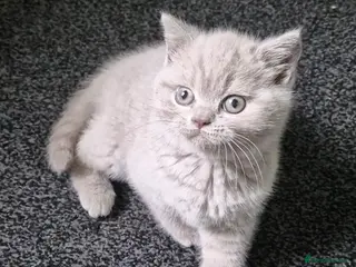 British Shorthair cats Fawn Kitten For Sale - Advert 3