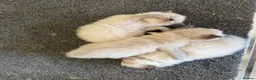 Ragdoll cats for sale: Beautiful sealpoint ragdoll kittens in Cannock - Advert 12