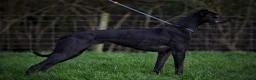 Lurcher dogs for sale: Lurcher dog pup  - Advert 3