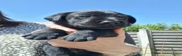 Labrador Retriever dogs for sale: KC reg HEALTH TESTED LAB PUPPIES - Advert 9