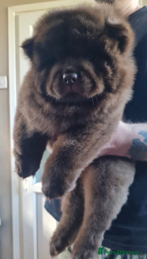 Chow Chow dogs 🌟QUALITY CHOW CHOW PUPPIES–CHAMPION BLOODLINES🌟 - Advert 2