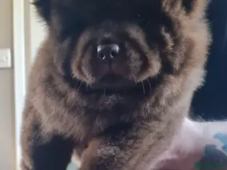 Chow Chow dogs 🌟QUALITY CHOW CHOW PUPPIES–CHAMPION BLOODLINES🌟 - Advert 2