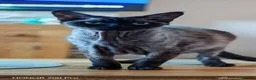 Devon Rex cats for sale: Devon Rex  - Advert 5