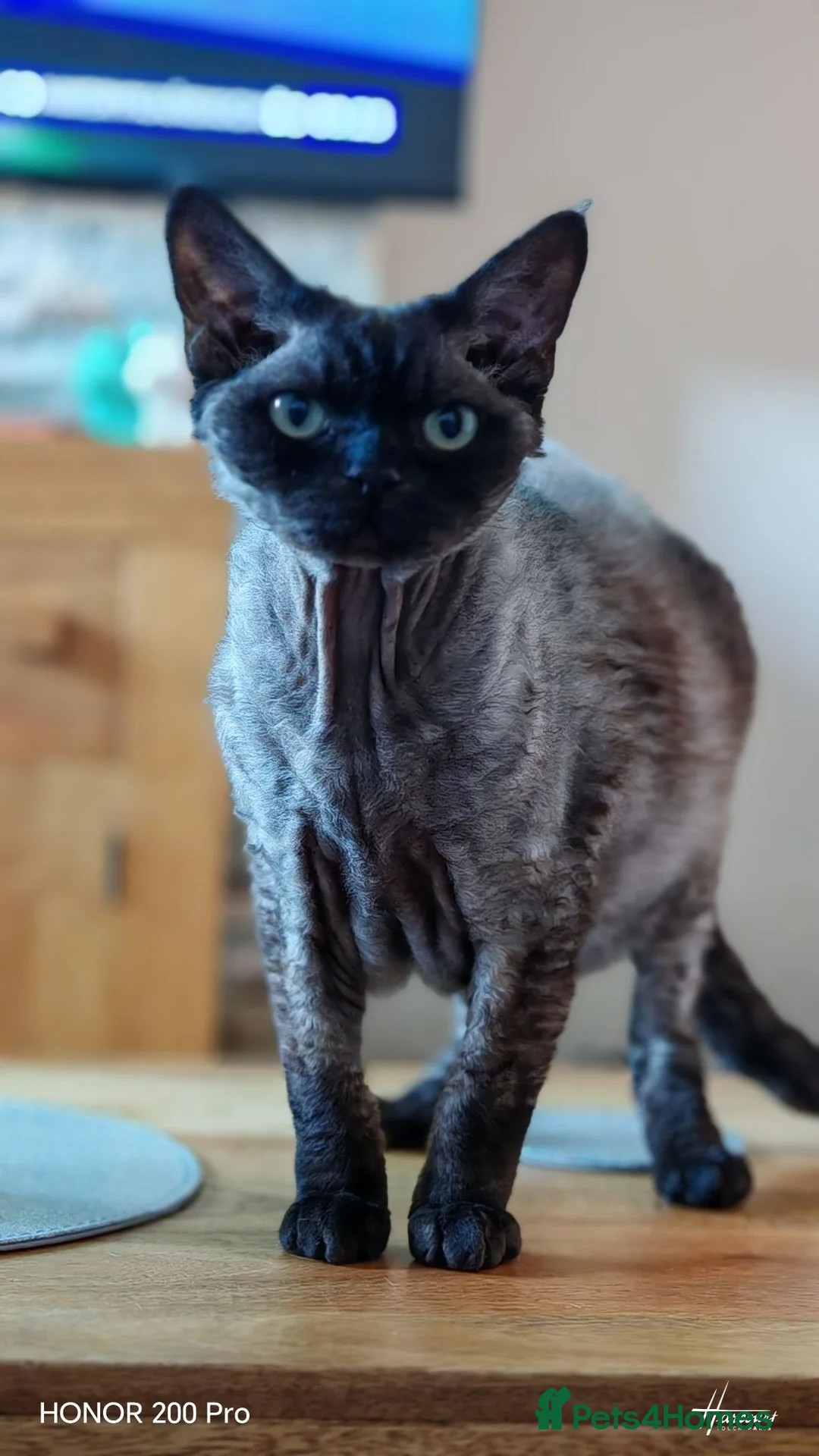 Devon Rex cats for sale: Devon Rex  - Advert 5