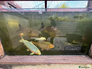 Koi Carp fish Koi and goldfish looking for new home - Advert 3