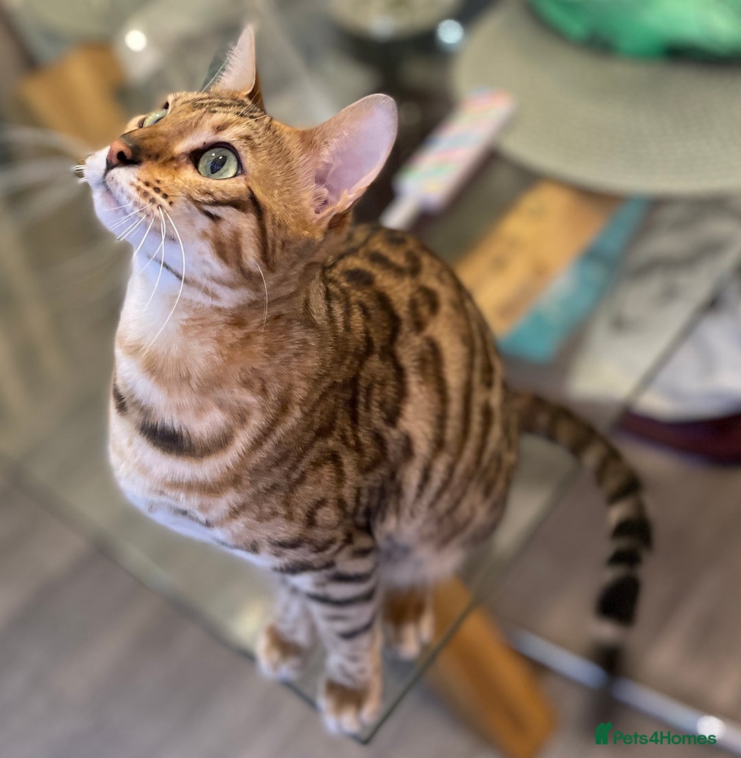 Bengal cats for sale: Pure bengal kittens - Image 3