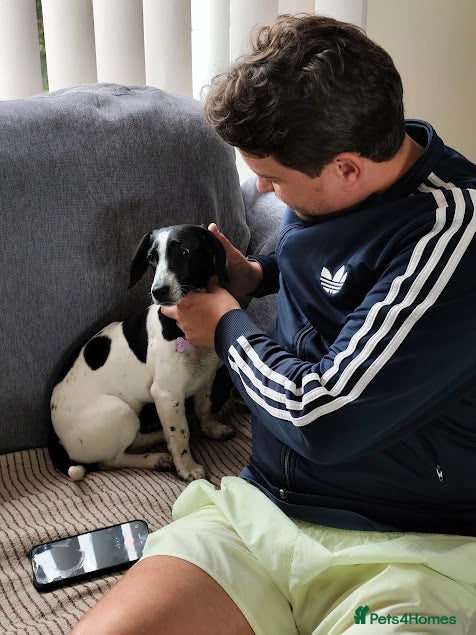 Mixed Breed dogs Tessa- little sweetheart 6 months old - Advert 1