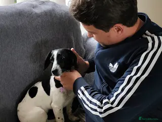 Mixed Breed dogs Tessa- little sweetheart 6 months old - Advert 1