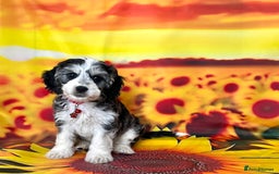 Cockapoo dogs for sale: ⭐️Rare Silver Phantom DNA CLEAR Mini F1 Cockapoos - Image 6
