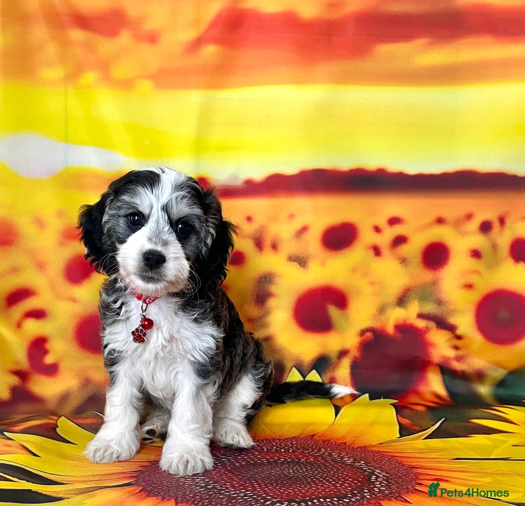 Cockapoo dogs for sale: ⭐️Rare Silver Phantom DNA CLEAR Mini F1 Cockapoos - Image 6