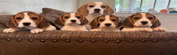 Beagle dogs for sale: Exceptional KC Beagle puppies  - Advert 1