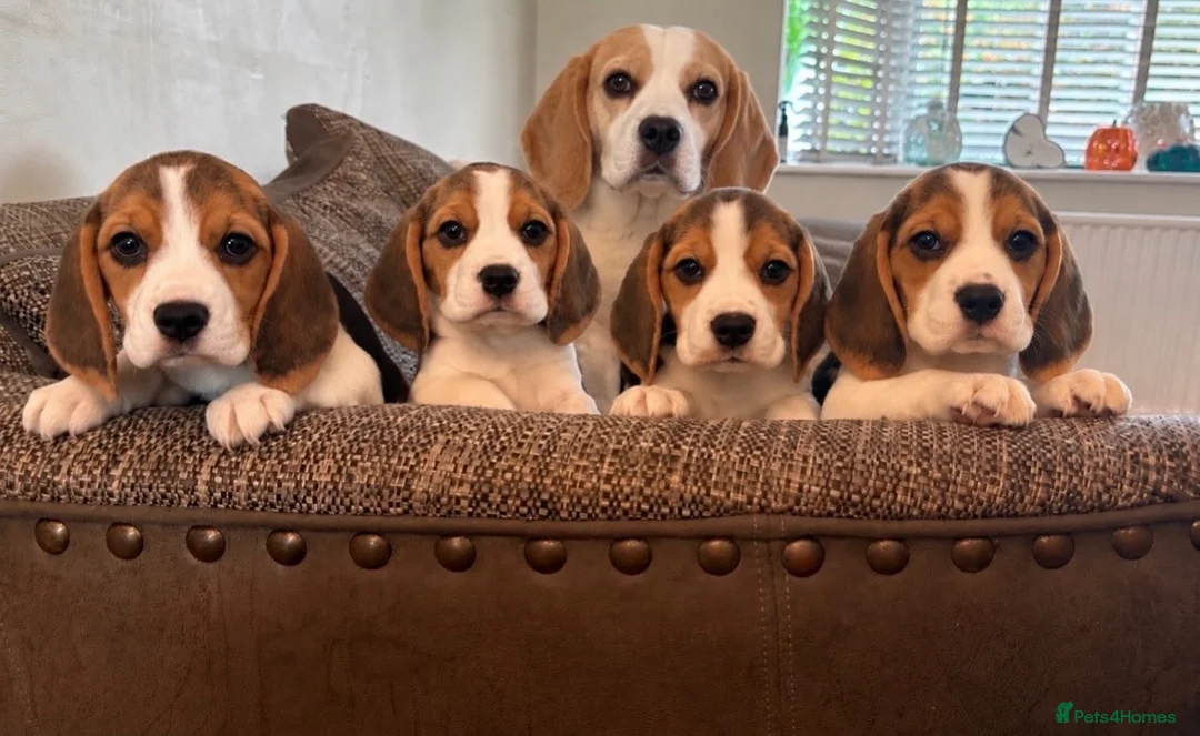 Beagle dogs for sale: Exceptional KC Beagle puppies  - Advert 1