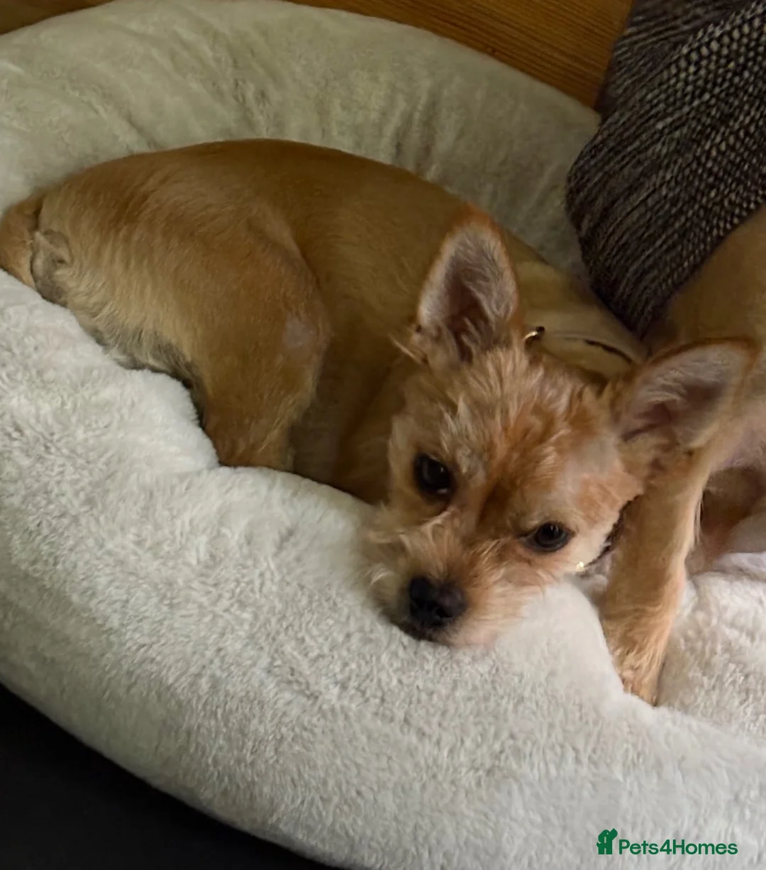 Mixed Breed dogs for sale: Yorkshire Terrier X - Female  in Blackpool - Advert 4