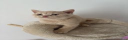British Shorthair cats for sale: BSH Kittens: Cream Boy & Blue-Grey Girl - Advert 5