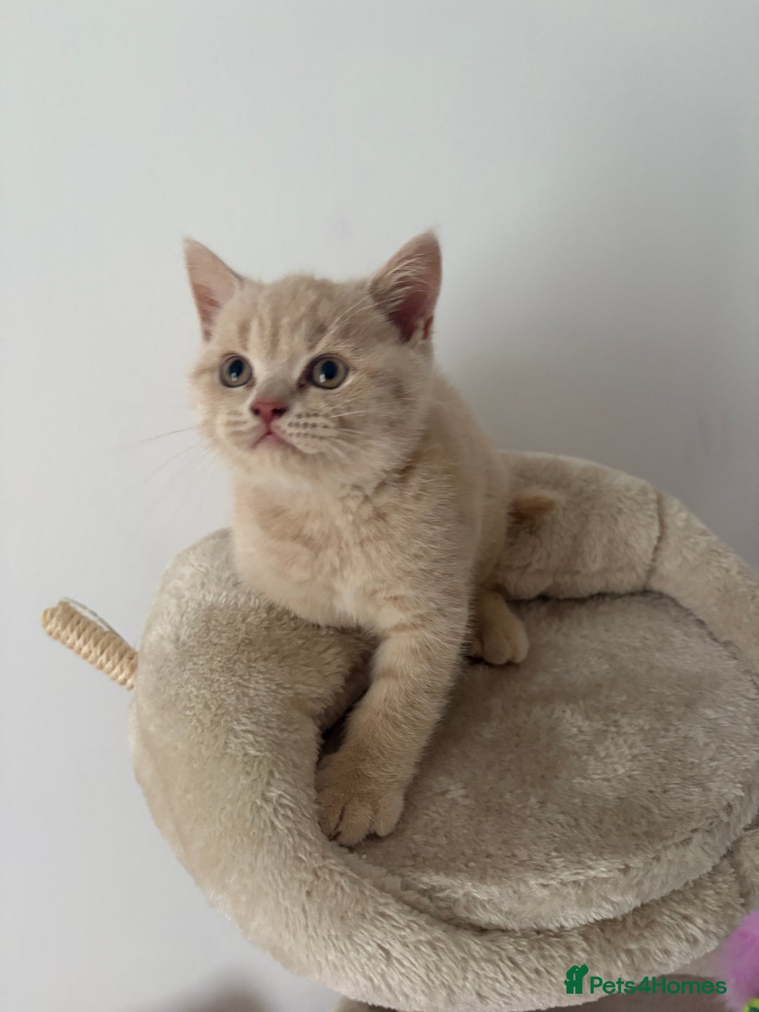 British Shorthair cats for sale: BSH Kittens: Cream Boy & Blue-Grey Girl - Advert 5