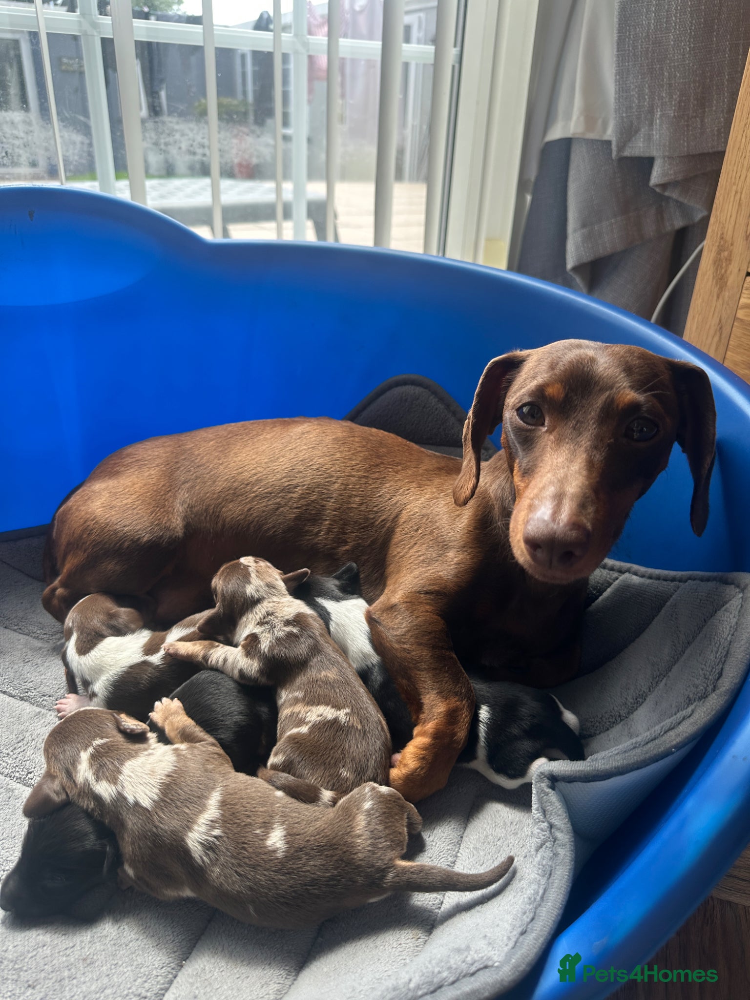 Dachshund dogs for sale: 5 Dachshund Puppies  - Advert 1