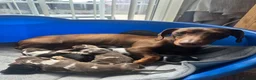 Dachshund dogs for sale: 5 Dachshund Puppies  - Advert 1