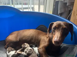 Dachshund dogs for sale: 5 Dachshund Puppies - Advert 1