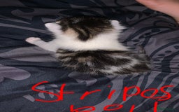British Longhair cats for sale: Kittens for sale  - Image 3
