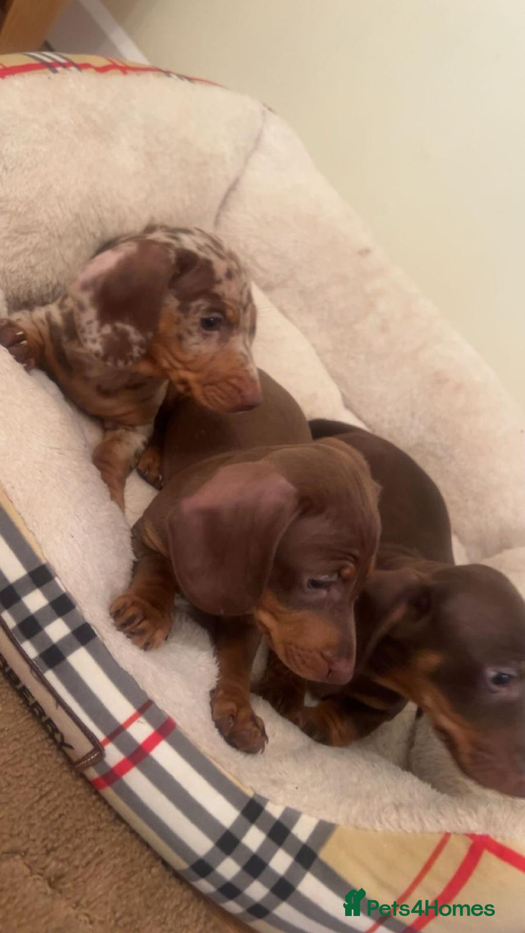 Dachshund dogs for sale: Dachshund for sale  - Advert 4