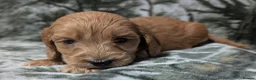 Cockapoo dogs for sale: Quality DNA Clear Cockapoo Puppies  - Advert 9