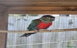 Conures birds for sale: Red Belly Crimson Conure DNA male proven Stud - Image 3