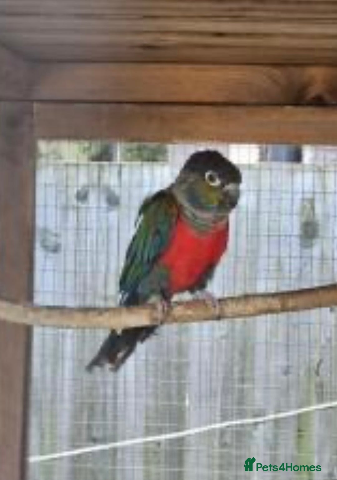 Conures birds for sale: Red Belly Crimson Conure DNA male proven Stud - Image 3