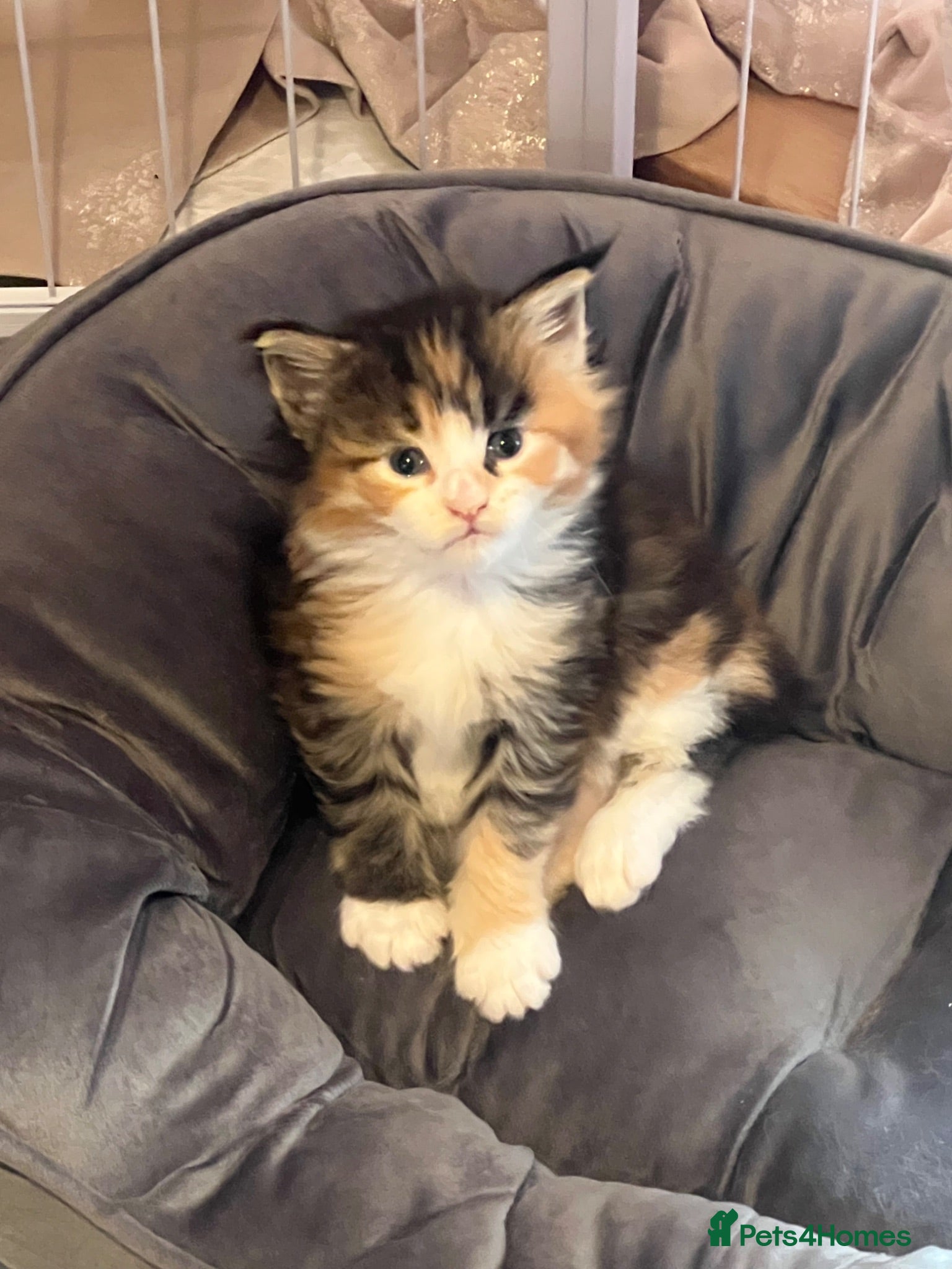 Maine Coon cats 2 beautiful Maine coon kittens - Advert 17