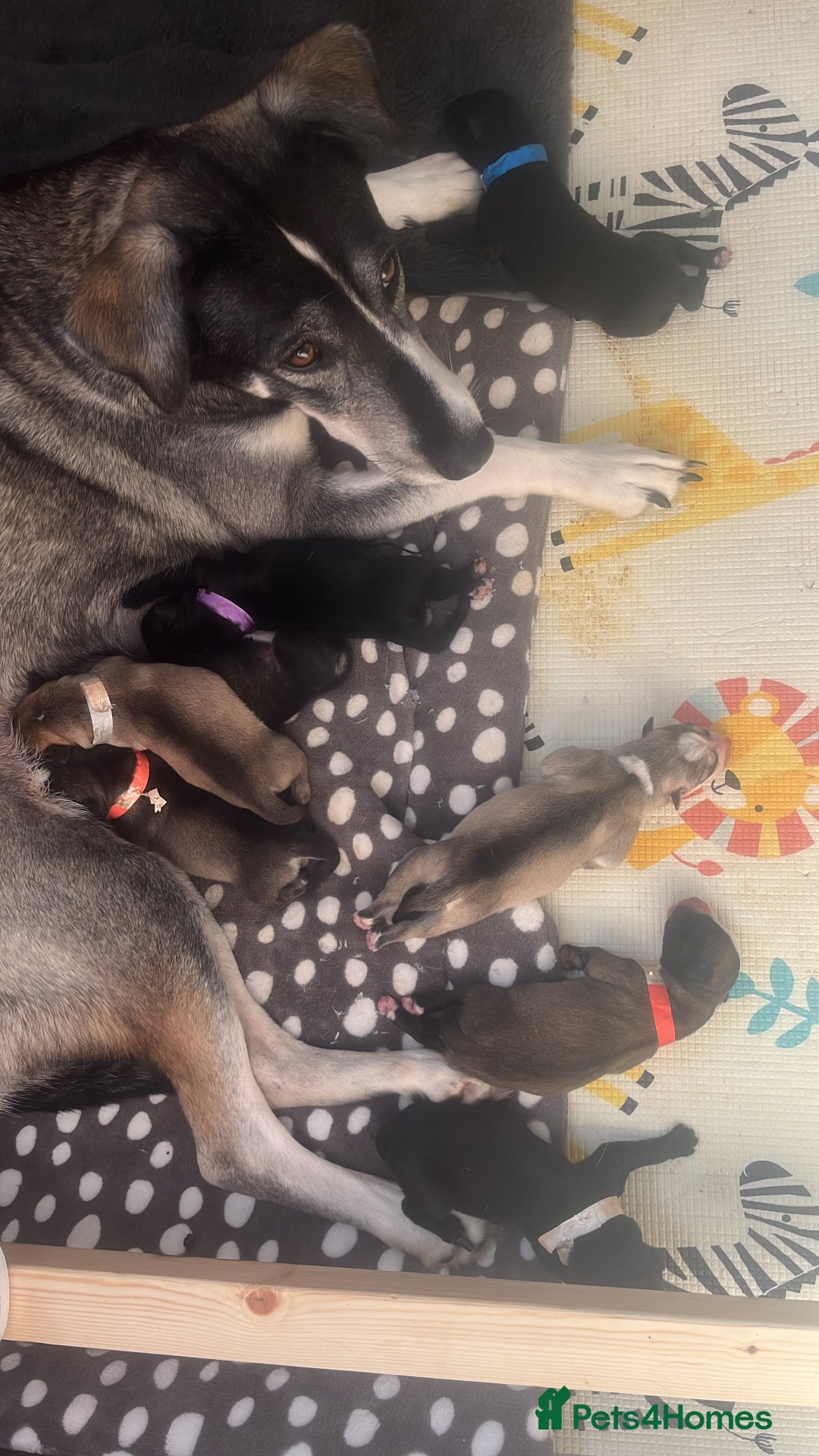 Mixed Breed dogs for sale: Husky/staffi/labrador  - Image 23