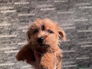 Norfolk Terrier dogs Still available Kc registered Norfolk bitch pups - Advert 3