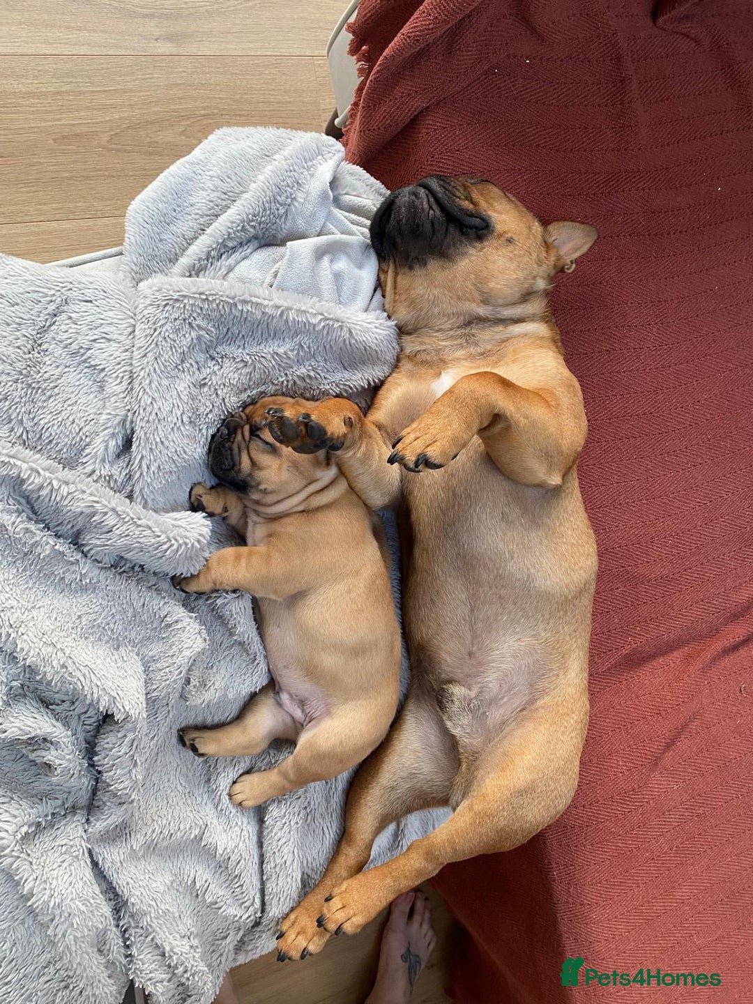 French Bulldog dogs for sale: Rare KC French bulldogs - champion lines  - Image 13
