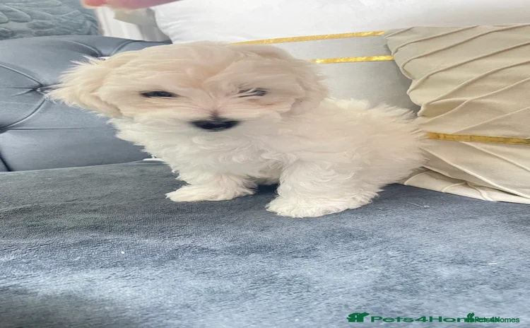 Maltese dogs 🐩 🏡 Beautiful maltese looking for new home 🏡🐩 - Advert 3