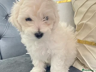 Maltese dogs 🐩 🏡 Beautiful maltese looking for new home 🏡🐩 - Advert 5