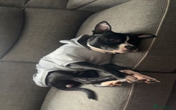 Mixed Breed dogs for sale: Loving little boy, 10 months old - Advert 2