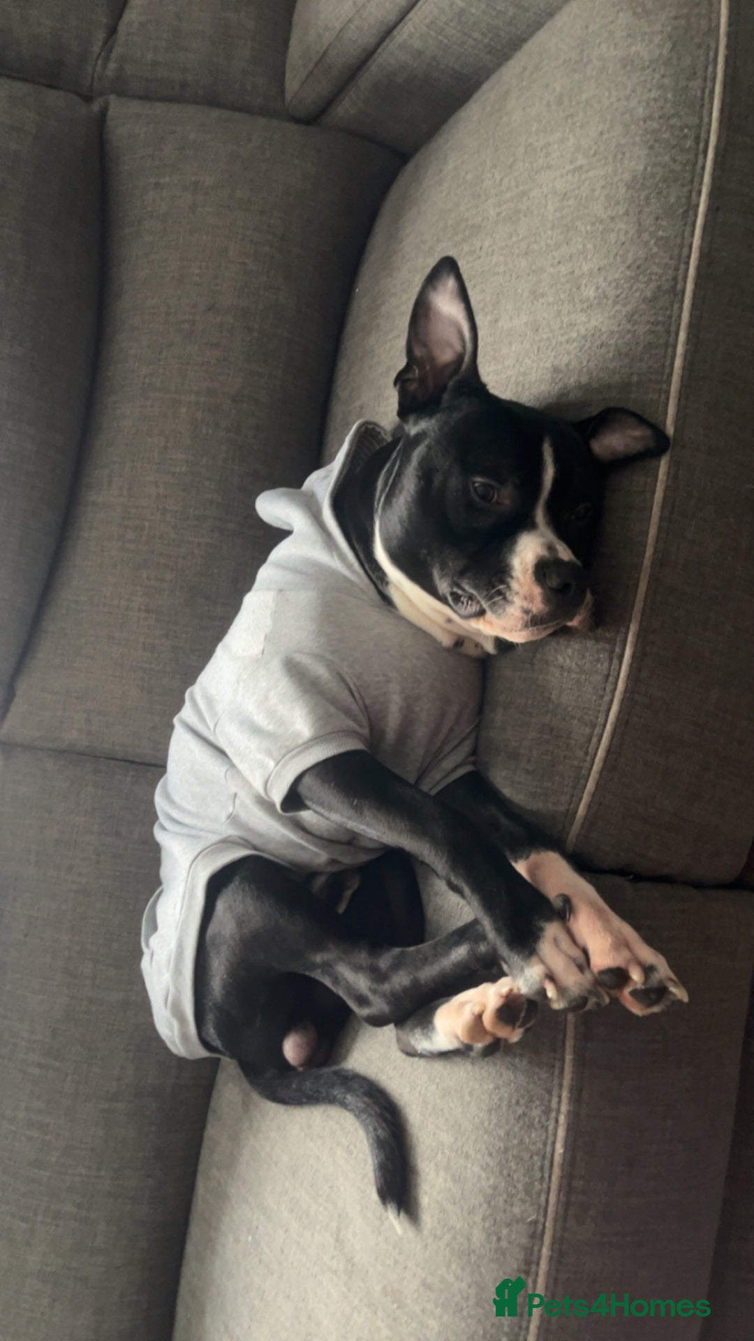 Mixed Breed dogs for sale: Loving little boy, 10 months old - Advert 2