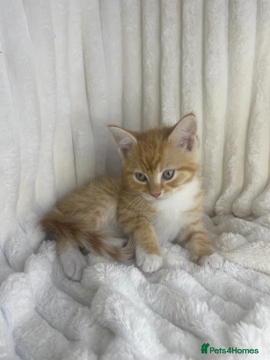 Mixed Breed cats for sale: Fluffy ginger kitten  - Advert 10