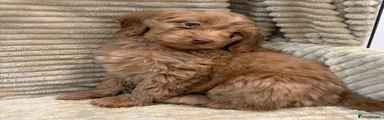 Cockapoo Puppy 8