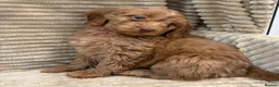 Cockapoo dogs for sale: Beautiful Cockapoo Puppies  - Advert 13