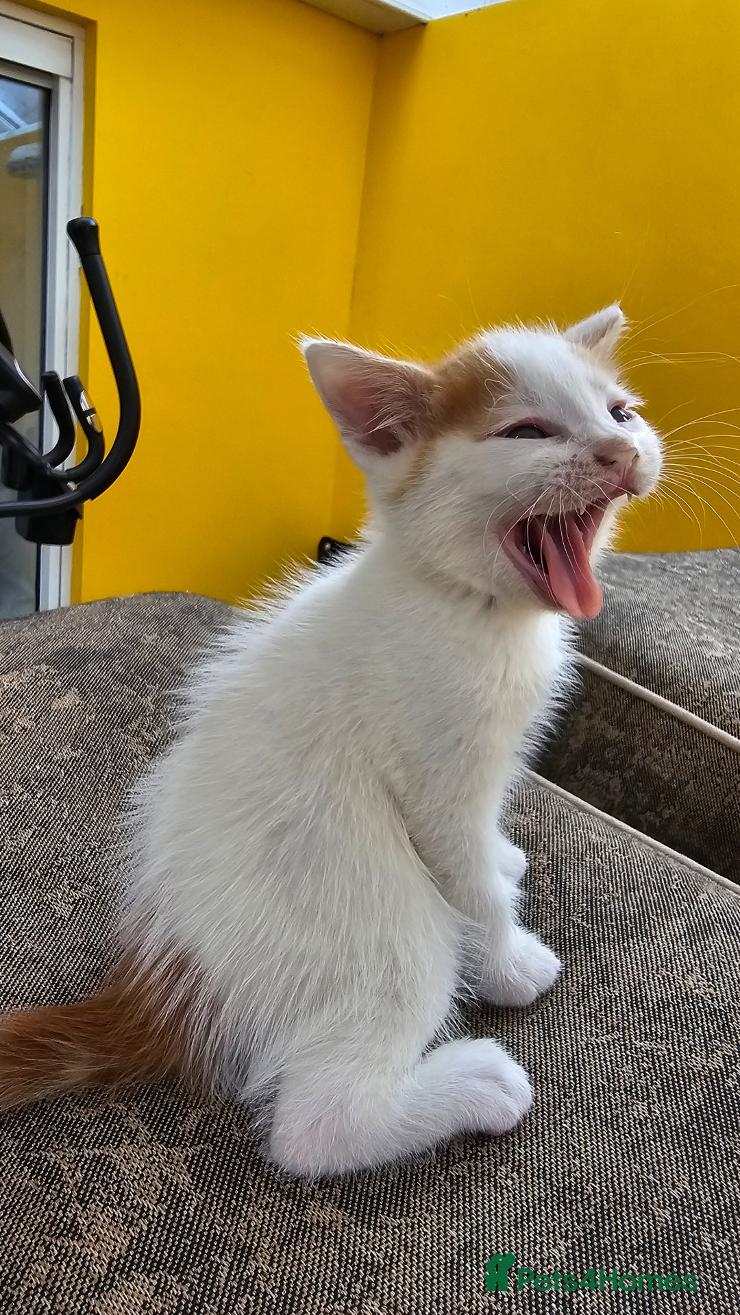 Mixed Breed cats for sale: Beautiful kittens for sale - Image 8