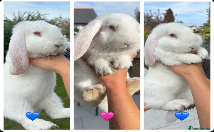 French Lop rabbits - Advert 1