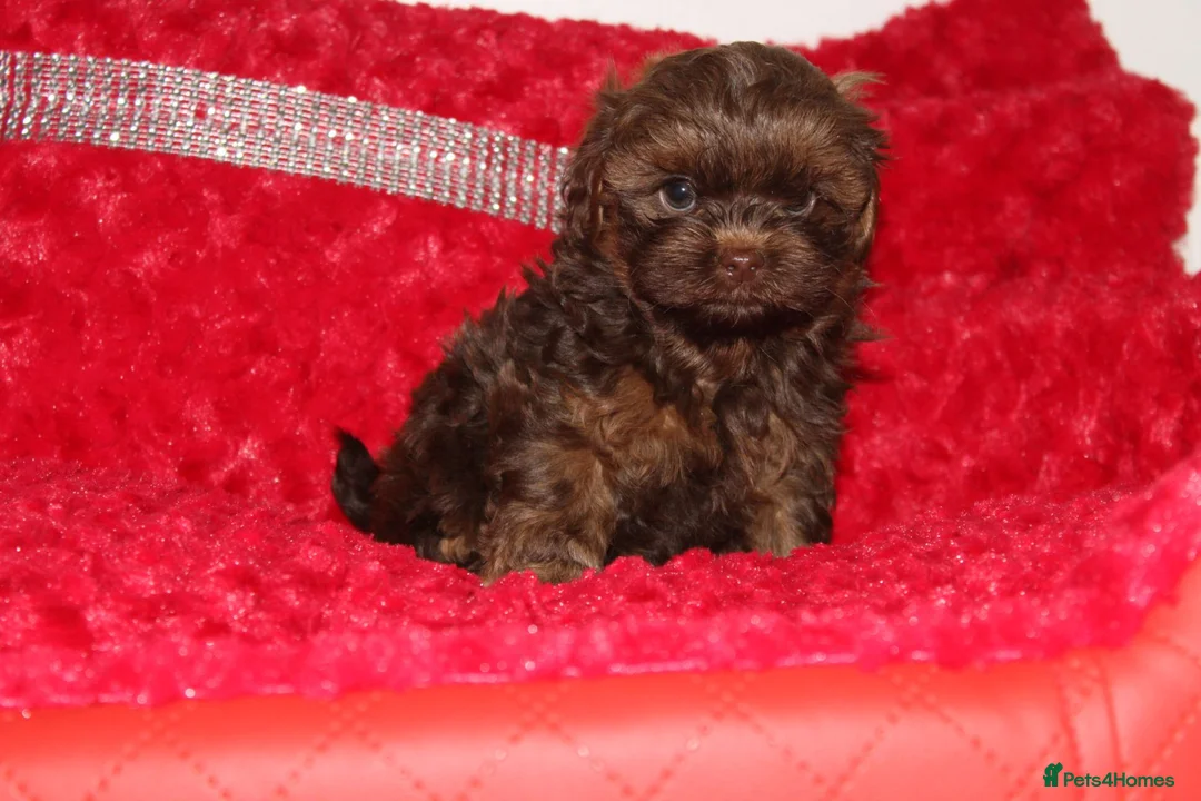 Shihpoo dogs for sale: Shih poo puppy’s  - Advert 22