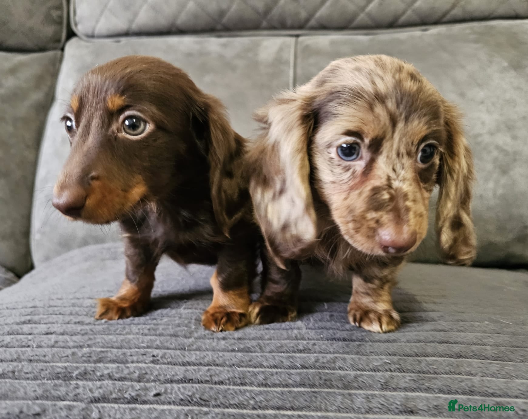 Dachshund dogs Cutest long haired mini dachshund girls - Advert 13
