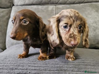 Dachshund dogs Cutest long haired mini dachshund girls - Advert 13