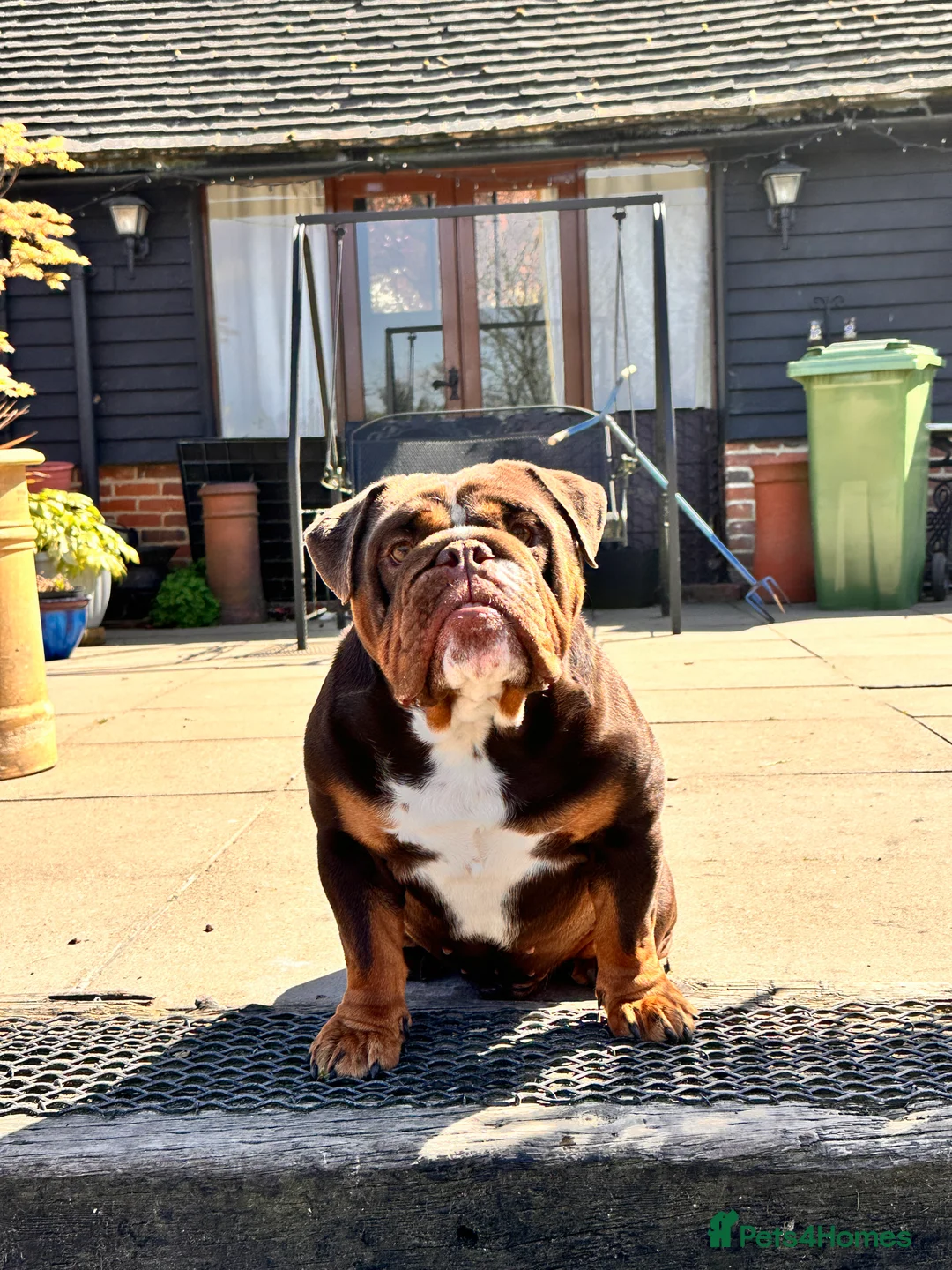 English Bulldog dogs for stud: Chocolate English bulldog for stud  - Advert 7