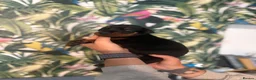 Dobermann dogs for sale: INTERNATIONAL CHAMPION EUROPEAN DOBERMANNS  - Advert 18