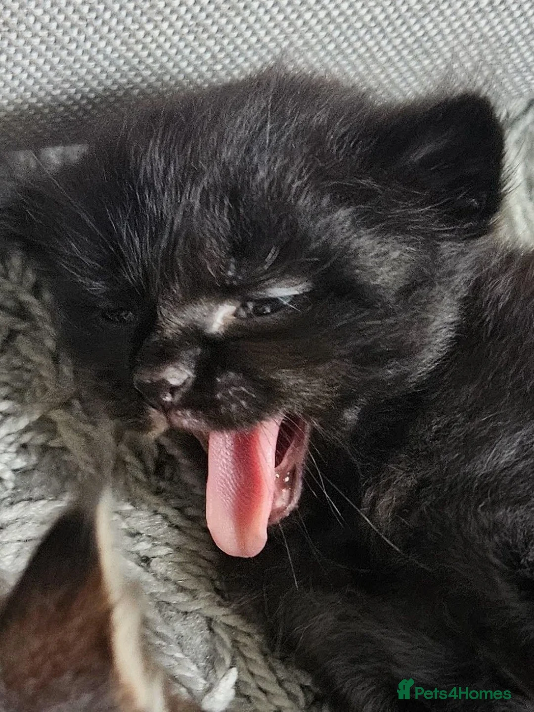 Ragdoll cats for sale: Exceptional Ragcoon x British Longhair – Premium - Advert 2